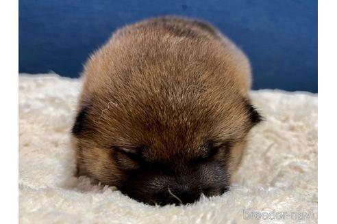 成約済の滋賀県の柴犬-172105の4枚目