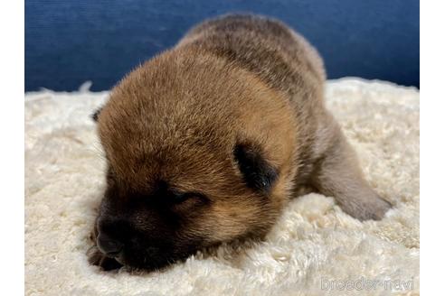 成約済の滋賀県の柴犬-172105の5枚目