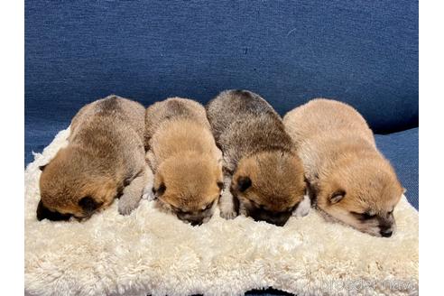 成約済の滋賀県の柴犬-172105の1枚目