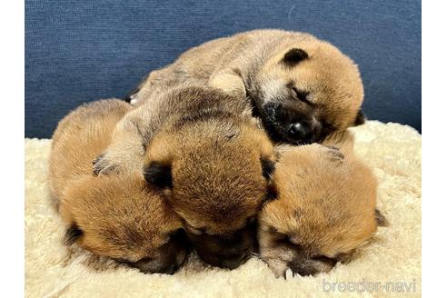 成約済の滋賀県の柴犬-172105の3枚目