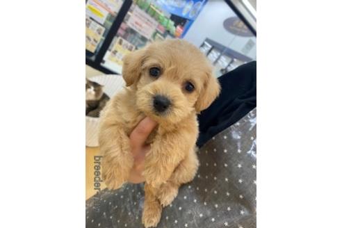 成約済の北海道のミックス犬-172119の4枚目