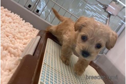成約済の北海道のミックス犬-172119の3枚目