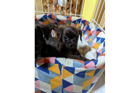 成約済の大阪府のミックス犬-168727の1枚目