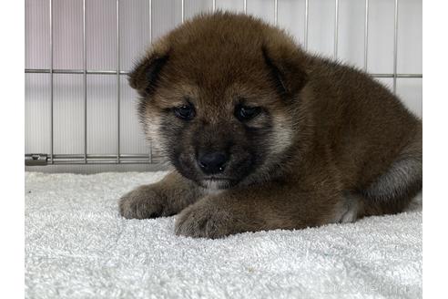 成約済の岡山県の柴犬-169829の1枚目