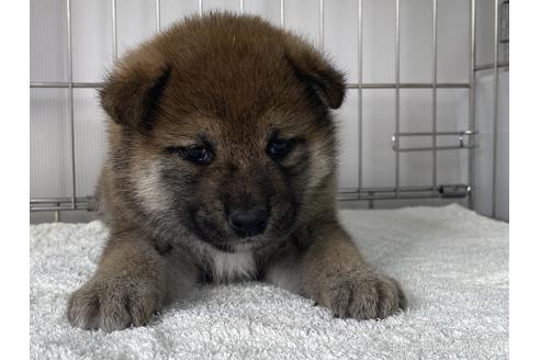 成約済の岡山県の柴犬-169829の4枚目