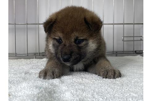 成約済の岡山県の柴犬-169829の3枚目