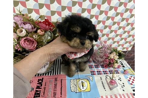 成約済の大阪府のチワプー:チワワ×トイプードル-170168の5枚目