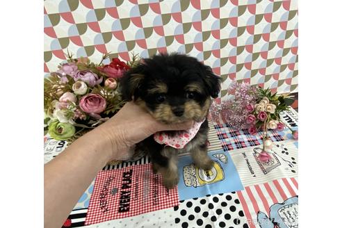 成約済の大阪府のチワプー:チワワ×トイプードル-170168の2枚目