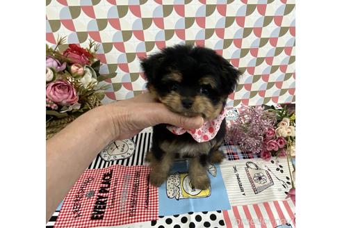 成約済の大阪府のチワプー:チワワ×トイプードル-170168の1枚目