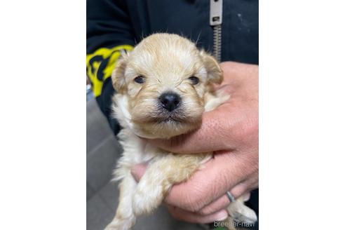 成約済の静岡県のポメプー:ポメラニアン×トイプードル-170302の1枚目