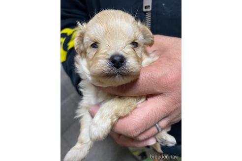 成約済の静岡県のポメプー:ポメラニアン×トイプードル-170302の2枚目