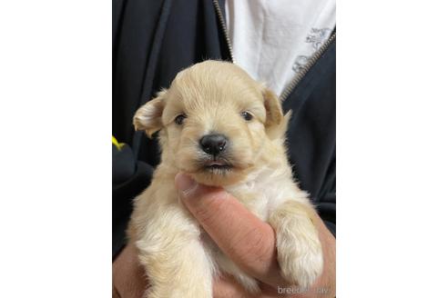 成約済の静岡県のポメプー:ポメラニアン×トイプードル-170303の1枚目