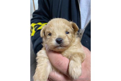 成約済の静岡県のポメプー:ポメラニアン×トイプードル-170304の5枚目