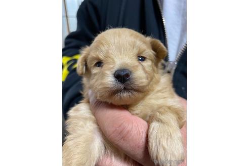 成約済の静岡県のポメプー:ポメラニアン×トイプードル-170304の6枚目