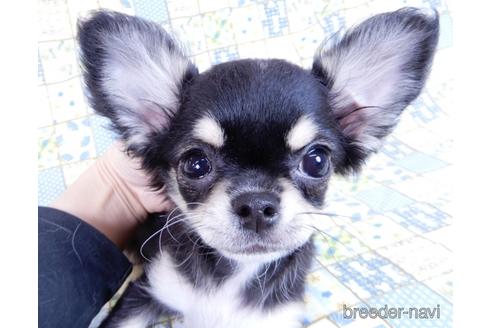 成約済の千葉県のチワワ(ロングコート)-164486