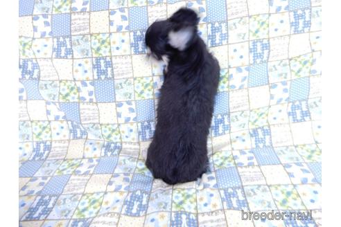 成約済の千葉県のチワワ(ロングコート)-164486の5枚目