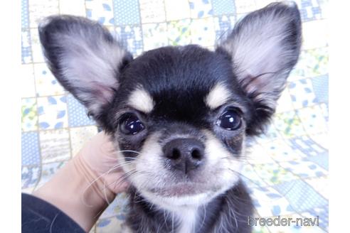 成約済の千葉県のチワワ(ロングコート)-164486の4枚目