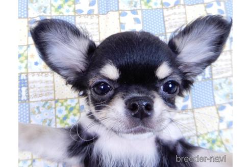 成約済の千葉県のチワワ(ロングコート)-164486の2枚目