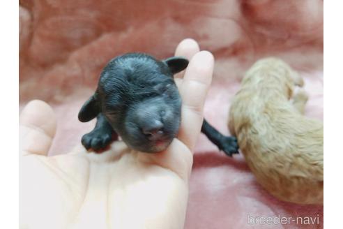 成約済の茨城県のトイプードル-172176の3枚目