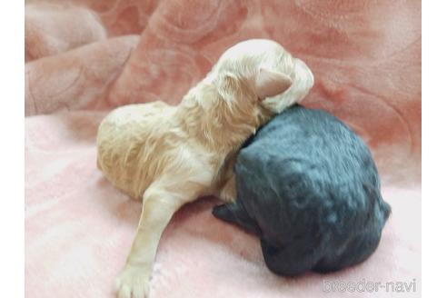 成約済の茨城県のトイプードル-172176の4枚目