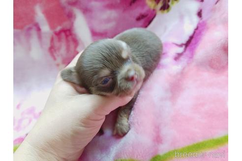 成約済の茨城県のチワワ(ロングコート)-171257の4枚目