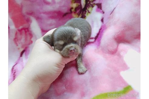 成約済の茨城県のチワワ(ロングコート)-171257の3枚目