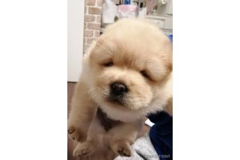 群馬県のチャウチャウ 女の子 22 02 17生まれ ムクムクめちゃ可愛い女の子です 子犬id ブリーダーナビ
