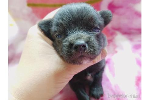 成約済の茨城県のチワワ(ロングコート)-171260の4枚目