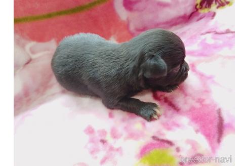 成約済の茨城県のチワワ(ロングコート)-171260の3枚目