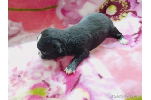 成約済の茨城県のチワワ(ロングコート)-171258の2枚目