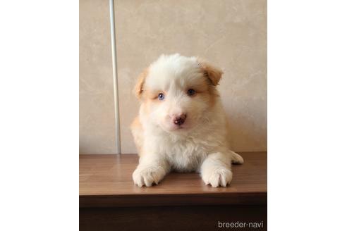 成約済の東京都のボーダーコリー-171487の5枚目