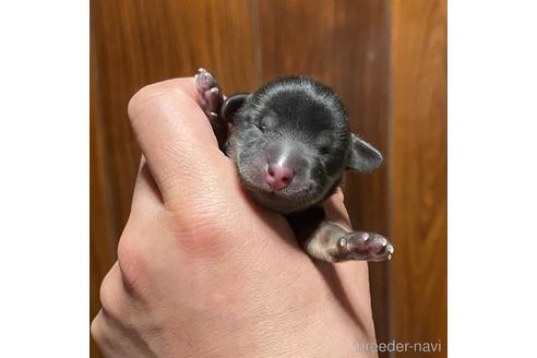 成約済の福岡県のミニチュアダックスフンド(ロングヘアード)-172196の9枚目