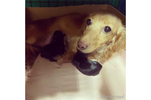 成約済の福岡県のミニチュアダックスフンド(ロングヘアード)-172197の10枚目