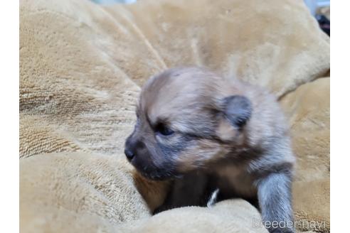 成約済の千葉県のポメラニアン-172230の10枚目