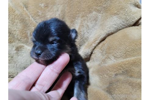 成約済の千葉県のポメラニアン-172231の7枚目