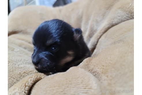 成約済の千葉県のポメラニアン-172232の4枚目