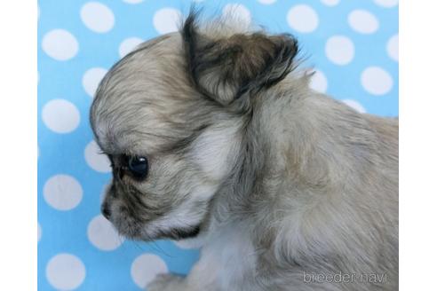 成約済の千葉県のチワワ(ロングコート)-172253の5枚目