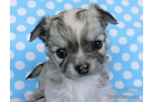 成約済の千葉県のチワワ(ロングコート)-172253の6枚目