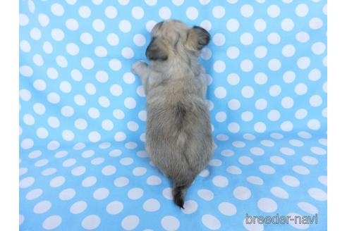 成約済の千葉県のチワワ(ロングコート)-172253の7枚目