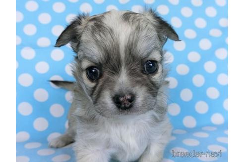 成約済の千葉県のチワワ(ロングコート)-172253の8枚目