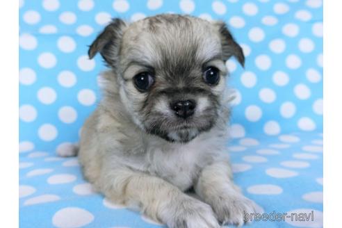 成約済の千葉県のチワワ(ロングコート)-172255の12枚目