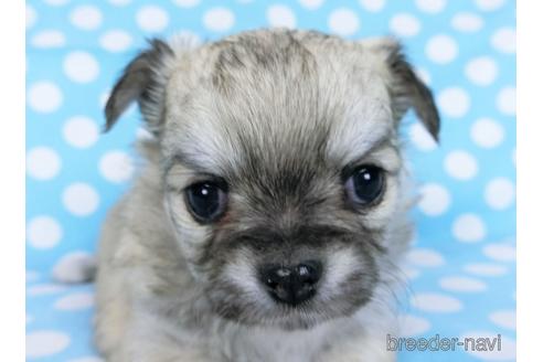 成約済の千葉県のチワワ(ロングコート)-172255の9枚目