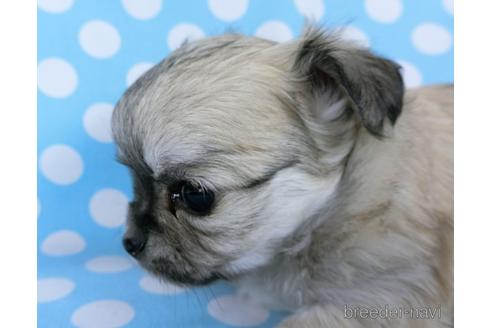 成約済の千葉県のチワワ(ロングコート)-172255の10枚目