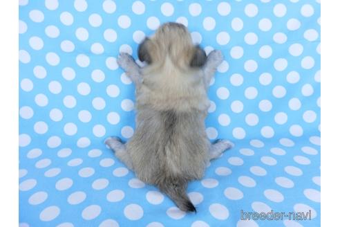 成約済の千葉県のチワワ(ロングコート)-172255の11枚目