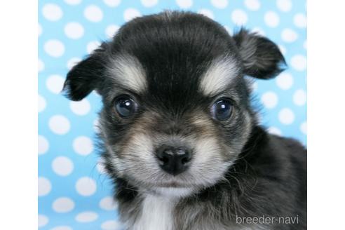 成約済の千葉県のチワワ(ロングコート)-172256の8枚目