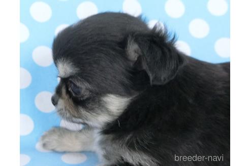 成約済の千葉県のチワワ(ロングコート)-172256の5枚目