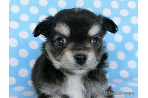 成約済の千葉県のチワワ(ロングコート)-172256の6枚目