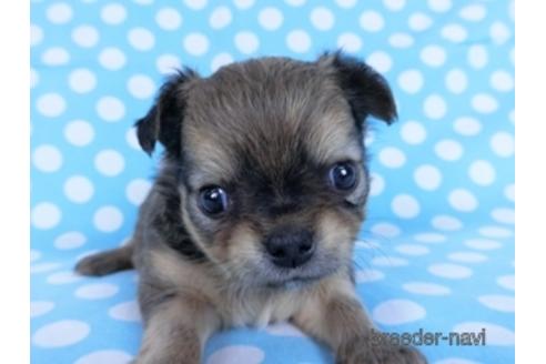 成約済の千葉県のチワワ(ロングコート)-172258の16枚目