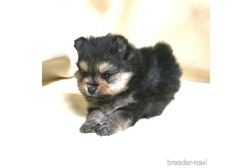 成約済の茨城県のポメラニアン-171216の3枚目