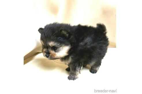成約済の茨城県のポメラニアン-171216の5枚目